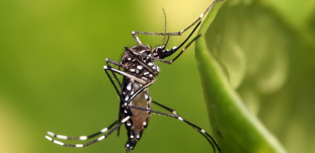 8 maneiras de se livrar dos mosquitos sem usar inseticida