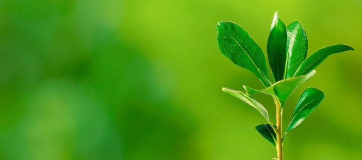 5 de junho: Dia Mundial do Meio Ambiente