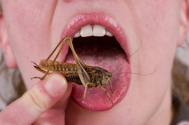 Pelo de rato, mosca e barata: por que a Anvisa ‘tolera’ bichos nas comidas?